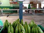 Banana Cavendish Ecuador - фото 2