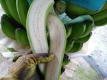 Banana Cavendish Ecuador - фото 3
