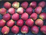 Best apples from Poland wholesale - фото 2