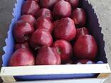 Best apples from Poland wholesale - фото 3
