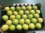 Best apples from Poland wholesale - photo 3