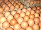Best Quality Fresh Chicken Table Eggs Brown/White Fresh Table Chicken Eggs/ Hatching eggs - photo 5
