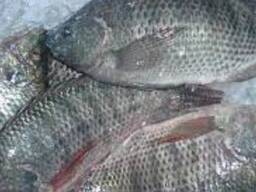 Pește tilapia congelat de cea mai bună calitate