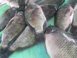Pește tilapia congelat de cea mai bună calitate - фото 2