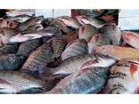 Pește tilapia congelat de cea mai bună calitate - фото 3
