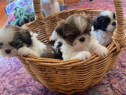 Cățeluși adorabili de Shih Tzu... trimiteți-mi un mesaj pe