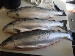 Chilled/Fresh Atlantic Salmon |