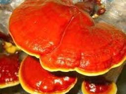 Ciuperca Reishi, Lingzhi, Ganoderma lucidum