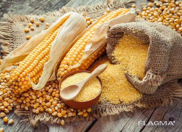 Corn wholesale export (vând porumb en gros pentru export)