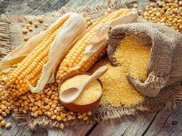 Corn wholesale export (vând porumb en gros pentru export)