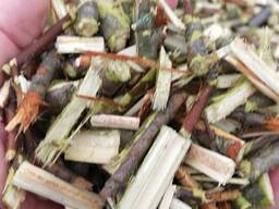 Energy willow fuel woodchips