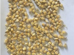Ferma vinde porumb alimentar cereale de la producătorul fermei