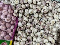 Fresh Garlic