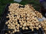 Fresh potatoes from Egypt