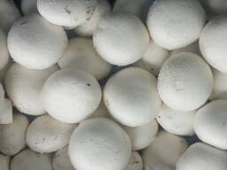 Fresh quality champignons from Poland