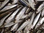 Frozen baltic herring - фото 3