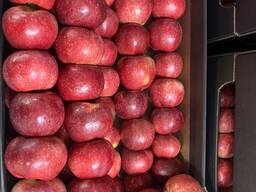 Gala Apples, Prince, Naidared. Conferinta pere