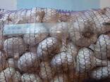 Garlic - photo 2