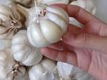 Garlic - photo 3