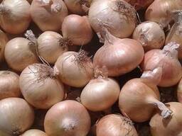 Onion