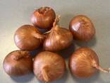 Onions - photo 2
