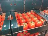 Оптовая продажа помидор Турция, экспорт - фото 1