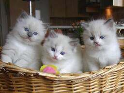 Pisicuțe Ragdoll Blue Mitted absolut superbe... trimiteți-mi un mesaj