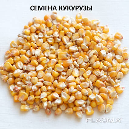 Porumb furajer