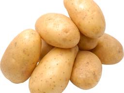 Potato (white) harvest /19. at the lowest pri'ce. size 40-60