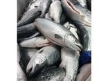 Premium Frozen Salmon Fillet /Fresh Mackerel Fish/ Whole Salmon price - фото 1