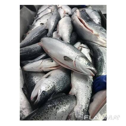 Premium Frozen Salmon Fillet /Fresh Mackerel Fish/ Whole Salmon price
