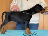 Vând cățeluși superbi de Doberman - фото 2