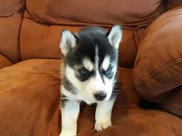 Pui superbi de Husky Siberian... trimiteți-mi un mesaj