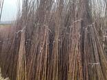 Puiet de pomi fructiferi - фото 4