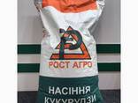 Semințe de porumb DN „Pivikha” (FAO 180). Direct de la fabrica din Ucraina