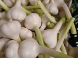 Ordinary garlic