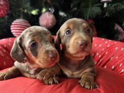 Un pui de Dachshund mascul foarte amabil și activ își caută o casă permanentă de 5 stele).