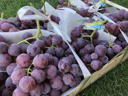 Виноград Македония