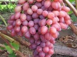 Виноград сорт Таифи из Узбекистана