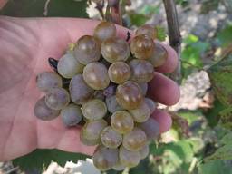 Виноград винный (Ркацители)