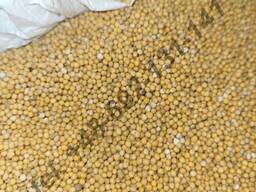 Seminte de mustar alb (Sinapis alba)