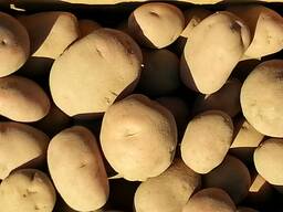 Wholesale potatoes from Poland