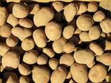 Wholesale potatoes from Poland - photo 2